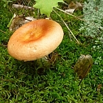Large mushroom growing out of the moss.