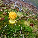 Plant life around Killarney's lighthouse includes this cute little yellow mushroom.