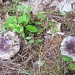Two purple-tinted mushrooms — nice!
