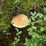 Flat-topped mushroom growing out of the moss.