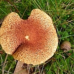 Reddish-orange mushroom seen while hiking near Killarney's East Lighthouse.