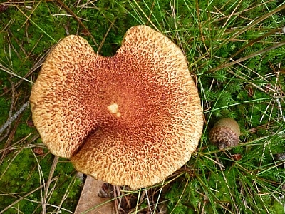 Reddish-orange mushroom seen while hiking near Killarney's East Lighthouse.