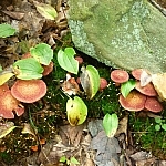 Many redddish-orange mushrooms growing in the shade of a rock.