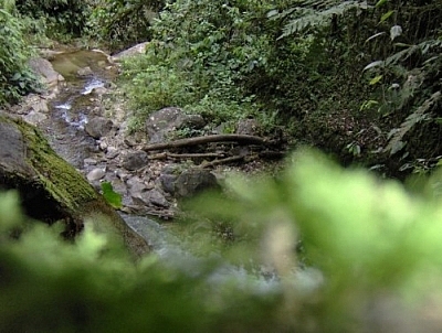 Pretty stream seen while hiking near Loja in Parque Podocarpus, Ecuador.