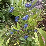 Patch of purple blueberries