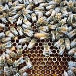 A queen bee in the centre of a swarm of bees.