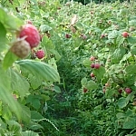Row of raspberries at Noëlville Berry Farm.