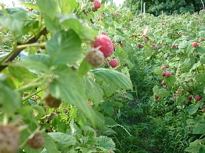 Picking raspberries caused some very sweet dreams!