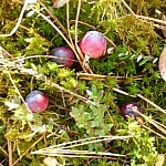Wild cranberries in wet moss.