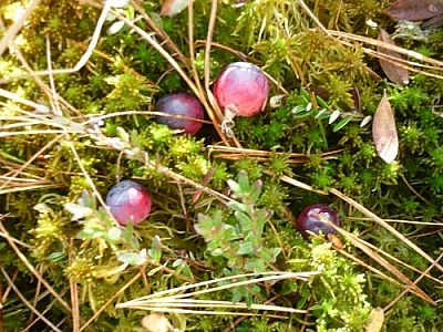 Wild cranberries in wet moss.