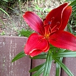 Gorgeous red lily from the garden