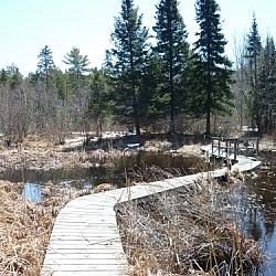 A winding boardwalk traverses a wetland along Samoset Trail in Mashkinonje Provincial Park.