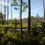 A lush green forest seen from Mashkinonje Park's Samoset Trail.