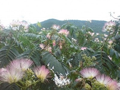 Trail magic in South Korea is just like these magically delicate flowers at Seoraksan Park!