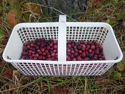 Small basket of cranberries