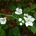 Small white wild flowers