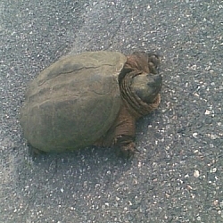 Close-up of a huge snapping turtle.