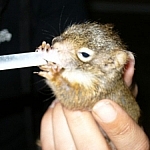 Baby squirrel suckling from a dropper.
