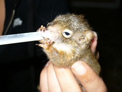 Baby squirrel suckling from a dropper.