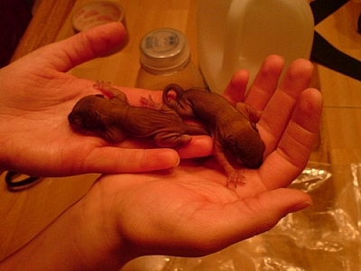 Holding two tiny baby squirrels in my hands.