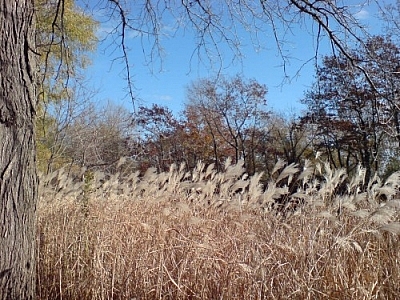 Tall golden grasses sway lightly in the breeze against a forest backdrop.