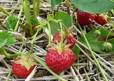 Strawberries can bring on sweet dreams, too.