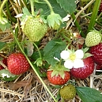 Strawberries... and a white flower.