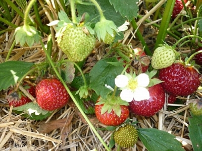 Strawberries... and a white flower.