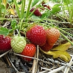 Growing strawberries — mostly reds, one very white one.