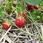 Strawberries hanging down onto straw.