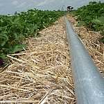 An irrigation pipe is seen to lead down the aisle between two rows of strawberries, a picker bent over a patch at the end.