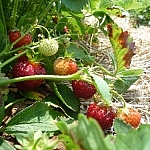 Well-tended row of strawberries.