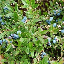 Blueberry bush