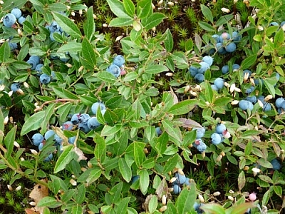 Blueberry bush