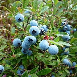 Blueberry bunches