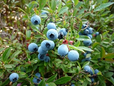 Blueberry bunches