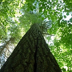 Travel and trekking bucket lists reach for new heights — like in this photo looking up a very tall tree! (by Marc Desrochers)