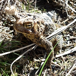 Large brown toad sitting on similarly-coloured dry grass.