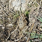 A brown toad camouflaged by the dry grasses on which it sits.