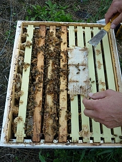 Treating mites at Creekbend Farm