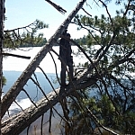 A large tree overhangs Lake Nipissing nearly horizontally, a person silhouetted stading on it.
