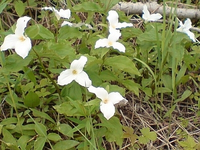 A patch of trilliums