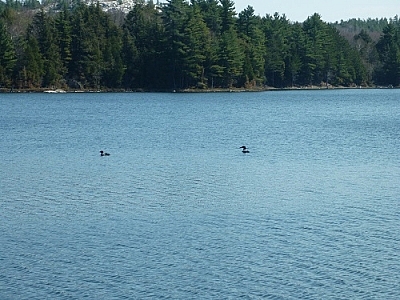 Loons in front of our Boundary Lake campsite.