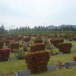 Graves commemmorating those fallen during the Korean War at Busan's U.N. Cemetary.