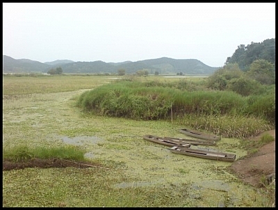 My photo journals of volunteering for the Korea Wetland Project include this scene from Upo Marsh featuring wooden canoes.