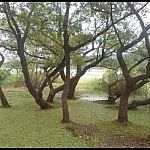 The Upo Marsh circuit hike has a few strange sights, like these trees growing from the water.