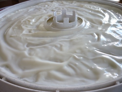 Vanilla yogurt spread out on a dehydrator sauce sheet.