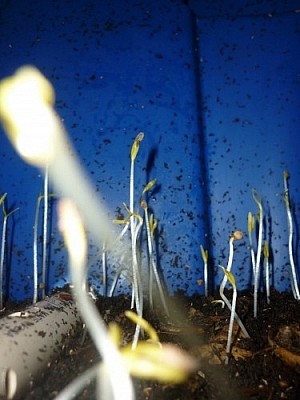 Sprouts growing out of our worm castings in our vermicomposting bin.
