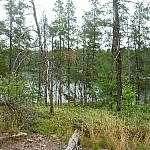 View of Lake Nipissing through the trees.