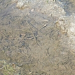 A water snake sticking its head out of a puddle.